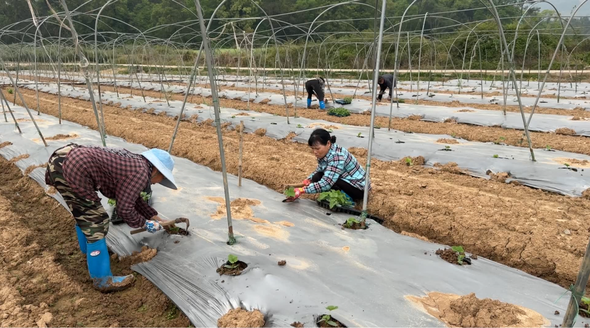ope体育入口湖南江永：万象“耕”新时 供港蔬菜种植忙(图2)
