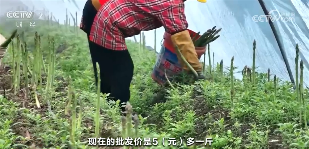 时令蔬果“抢鲜”上市丰富百姓餐桌 “数”“智”联动带来高收益(图5)