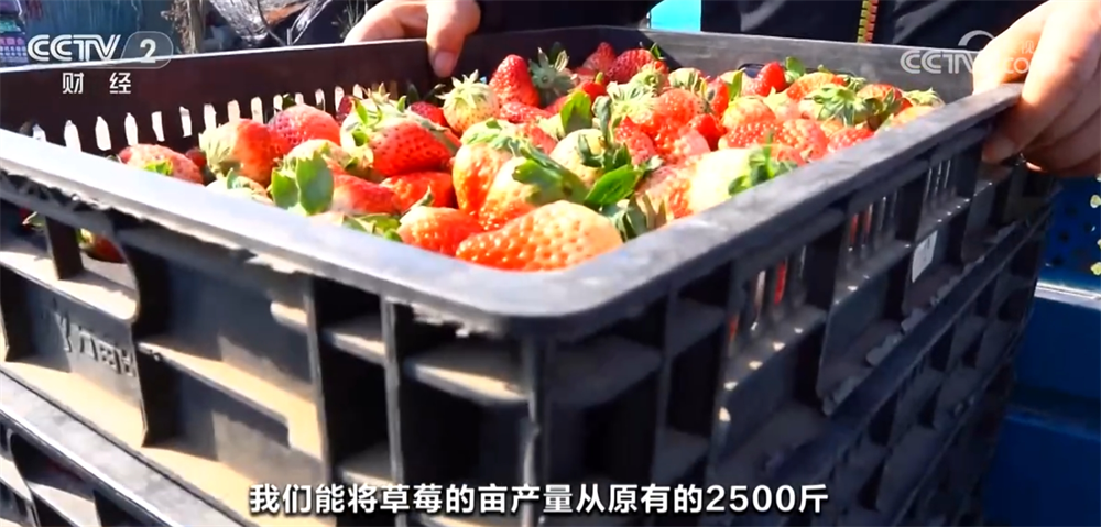 时令蔬果“抢鲜”上市丰富百姓餐桌 “数”“智”联动带来高收益(图8)