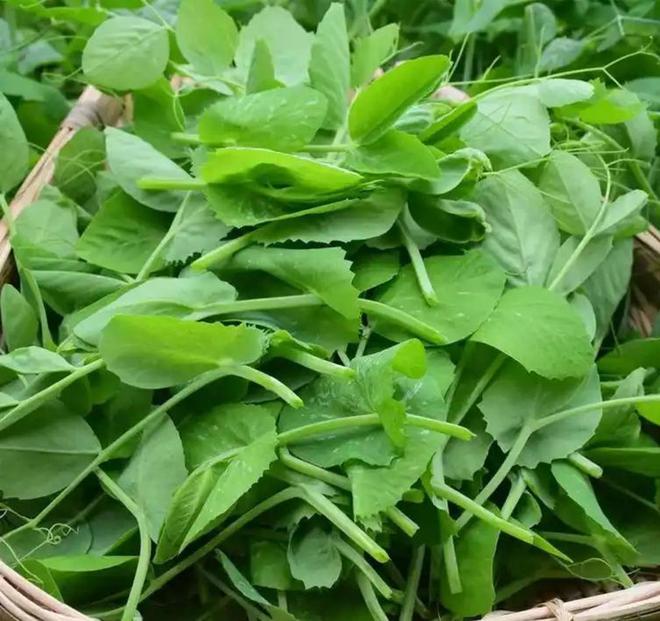 冬天建议少吃反季节蔬菜多吃4种黄金菜营养多多好吃不贵ope体育APP(图2)