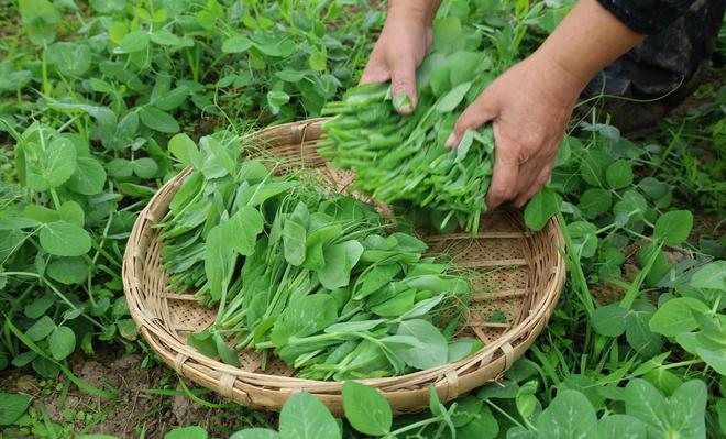 冬天建议少吃反季节蔬菜多吃4种黄金菜营养多多好吃不贵ope体育APP(图3)