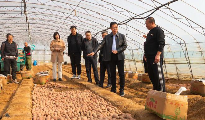 招远这个乡镇发展特色种植厉害了新培育1300亩种植基地(图2)