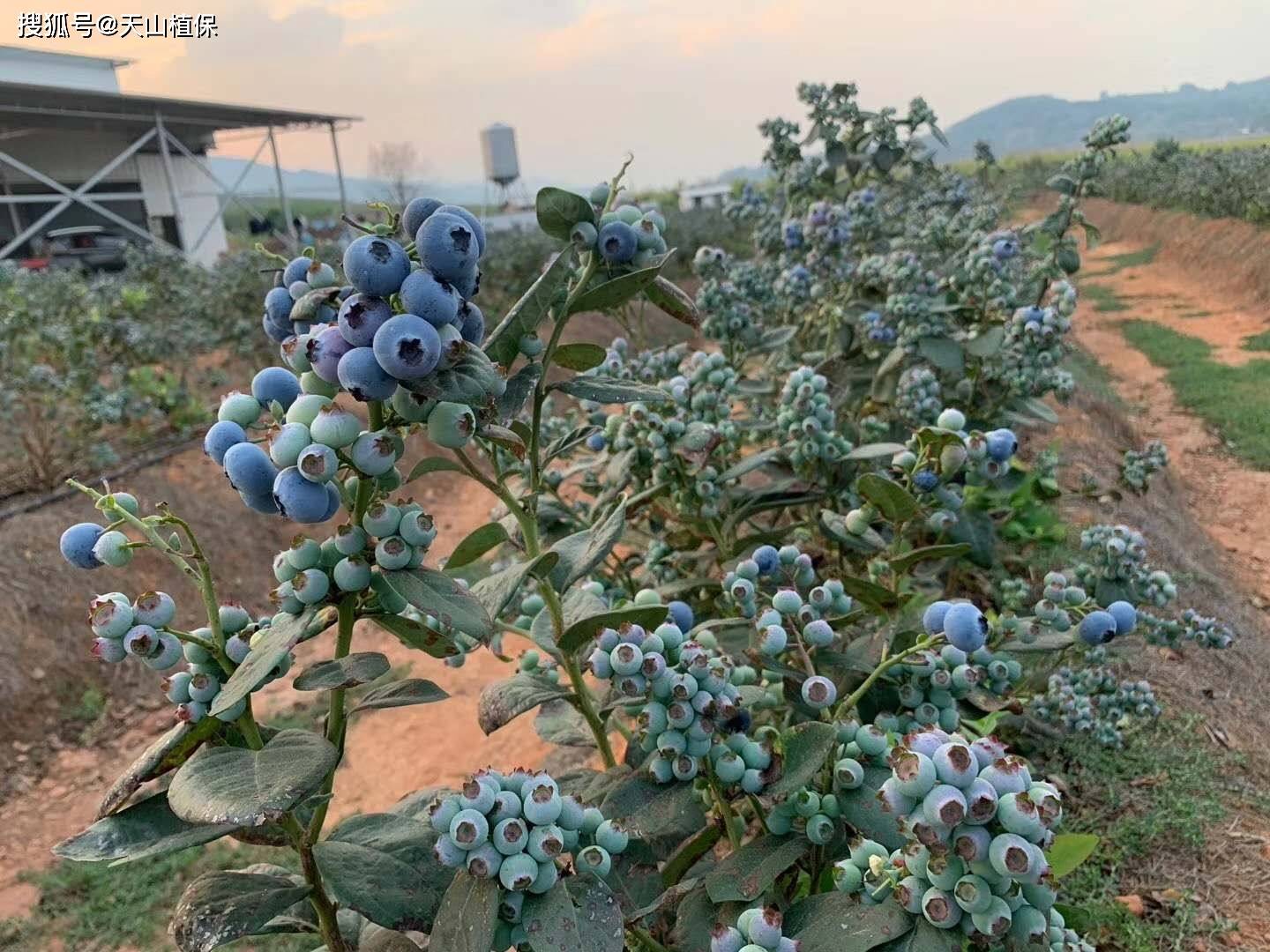 大棚未来10大暴利种植(图2)