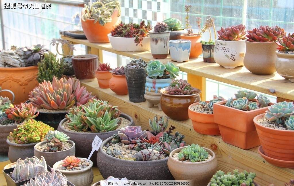 大棚未来10大暴利种植(图5)