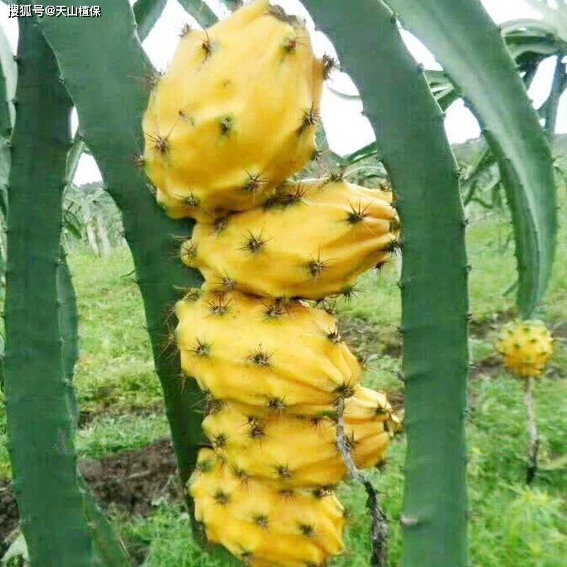 大棚未来10大暴利种植(图8)
