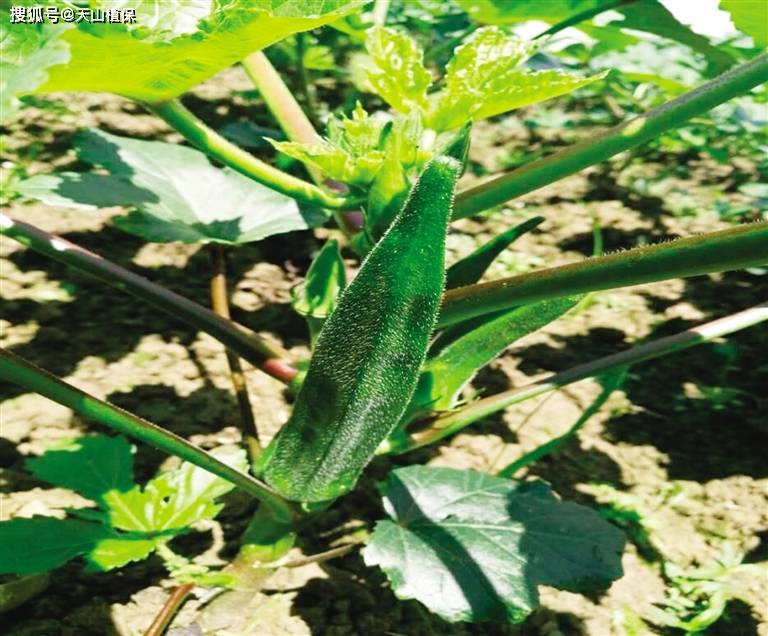 大棚未来10大暴利种植(图4)