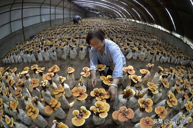 农业种植结构如何优化调整(图3)