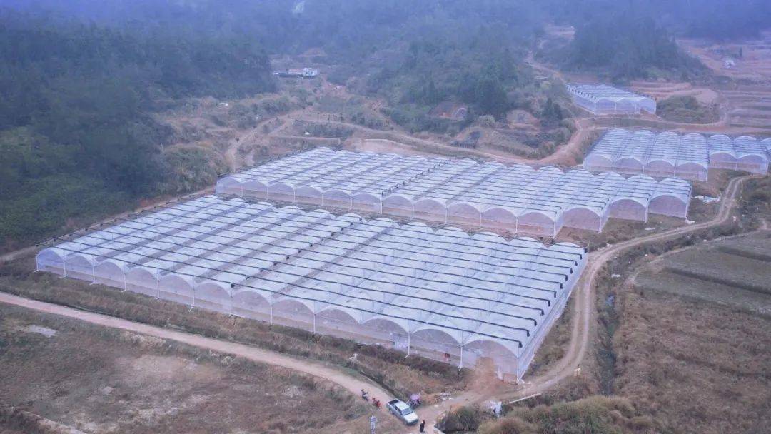 ope体育入口“薯”光无限好永泰大棚种植忙……(图3)