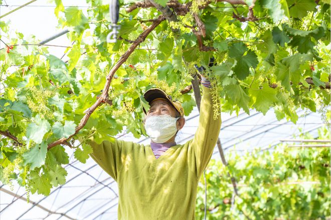 少收3000斤延庆葡萄种植有“绝招”(图3)