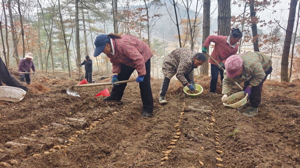 川东北深山里的“天麻革命​”：从林下种植到日化赛道四川万源如何打造15亿级产业？(图4)