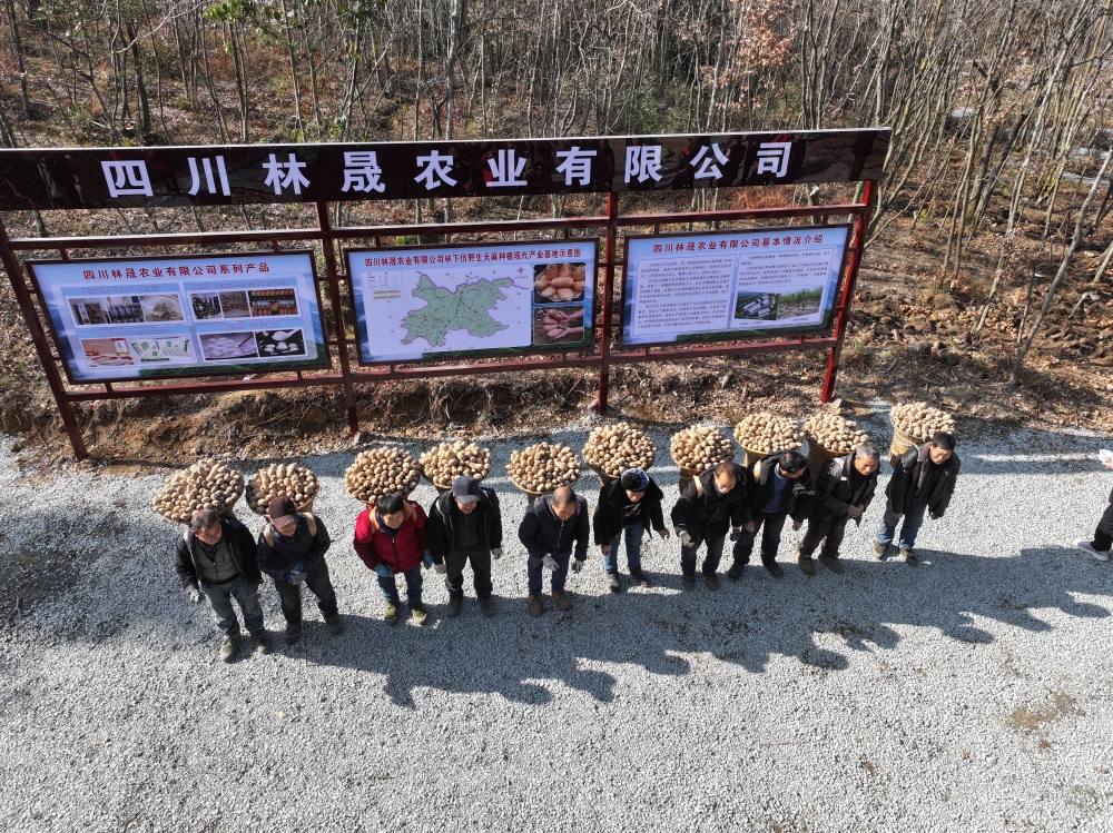 川东北深山里的“天麻革命​”：从林下种植到日化赛道四川万源如何打造15亿级产业？(图5)