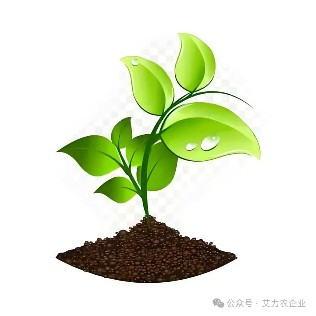 蔬菜种植时间全攻略(图2)