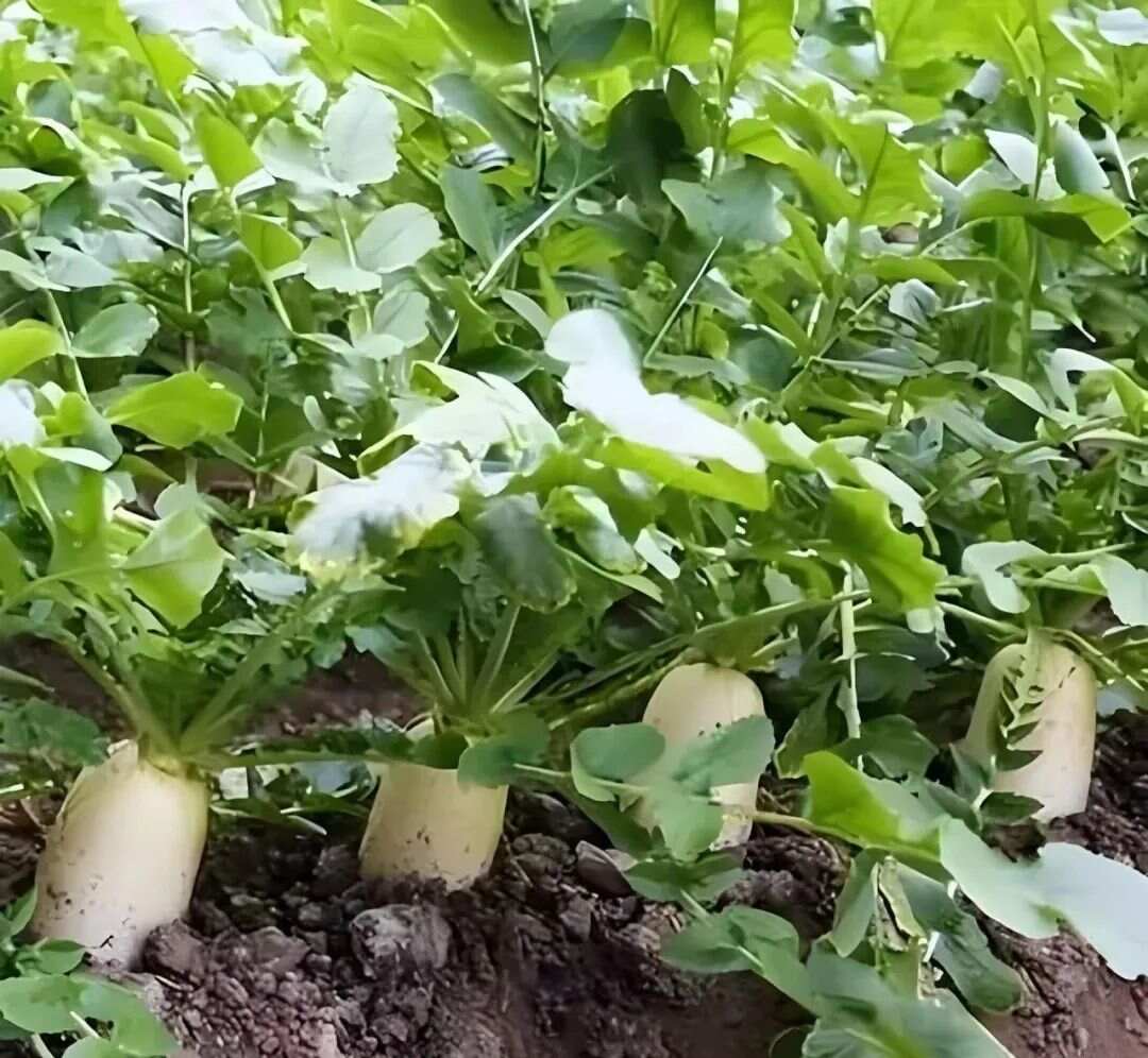 蔬菜种植时间全攻略(图3)