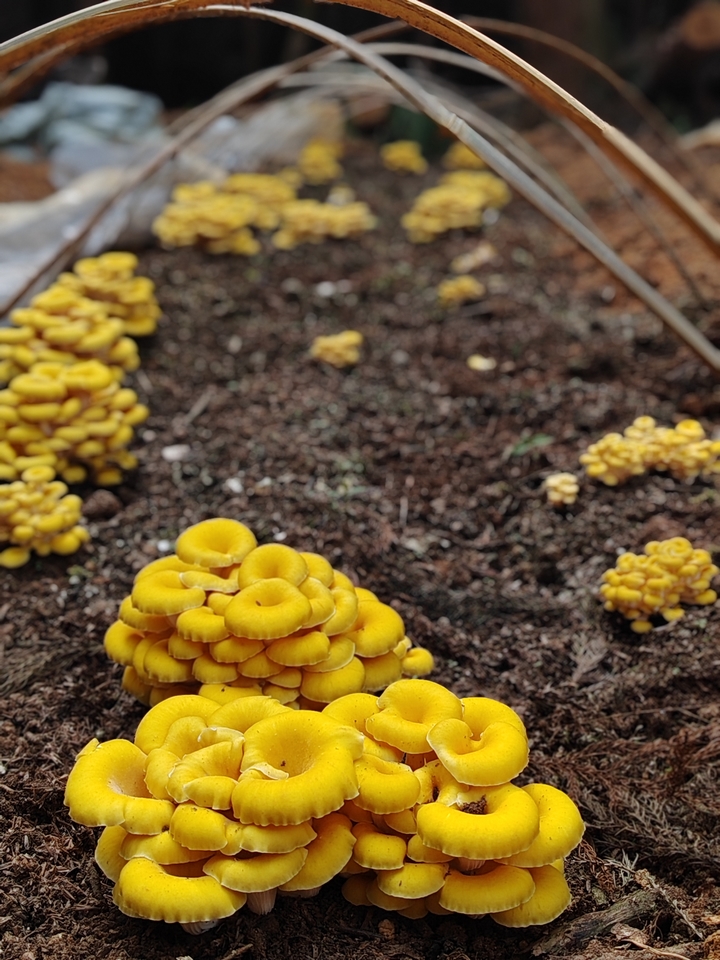 金沙：解锁 “黄金菇”密码 鸡油菌实验种植成功(图3)