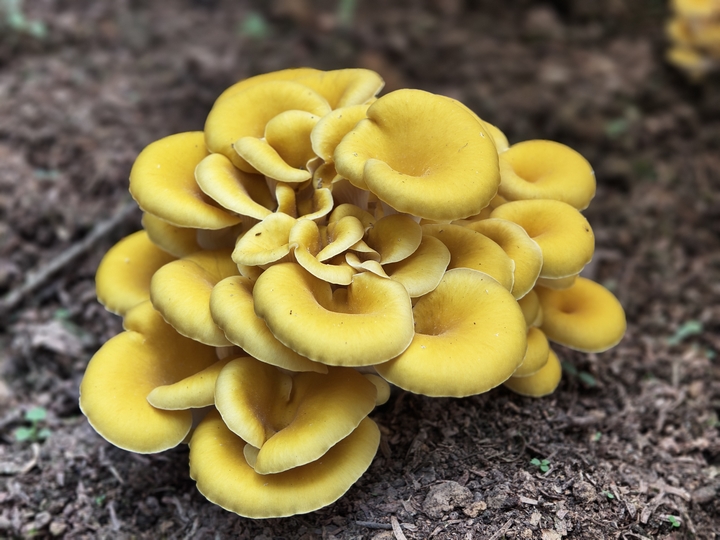 金沙：解锁 “黄金菇”密码 鸡油菌实验种植成功(图2)