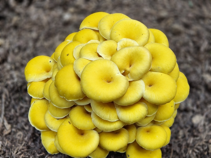 金沙：解锁 “黄金菇”密码 鸡油菌实验种植成功(图4)