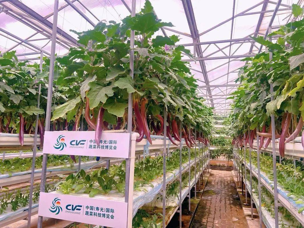 ope体育平台高考地理中的寿光蔬菜(图8)