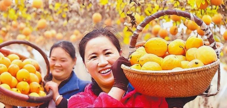每亩投入2000元当年可收入5000元曾经的滞销果如今有了生机(图2)