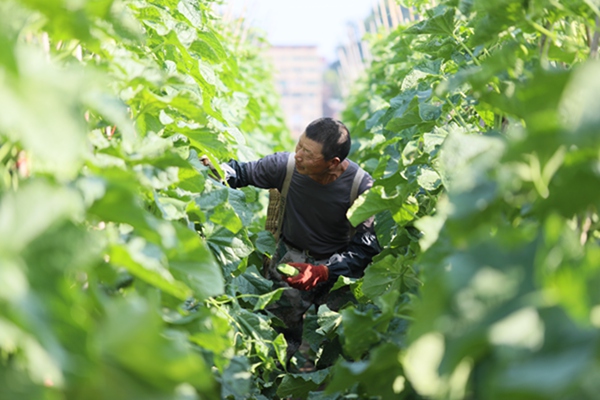 巴南：中壩島蔬菜採摘節4月25日啟幕 番茄串聯系列耍事(图2)