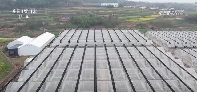 ope体育APP水果刺客 亲民爆款 科技为百姓“果盘子”注入“鲜”力量(图8)