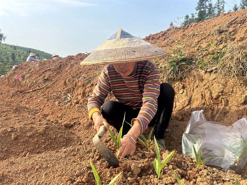 【抓产业 抓项目 抓招商】玉屏塘合白芨种植忙(图2)
