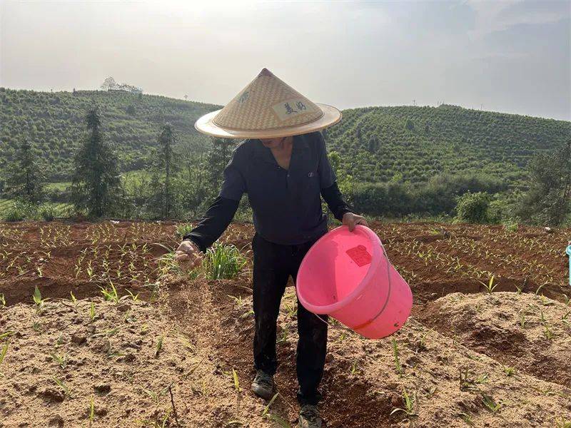 【抓产业 抓项目 抓招商】玉屏塘合白芨种植忙(图3)