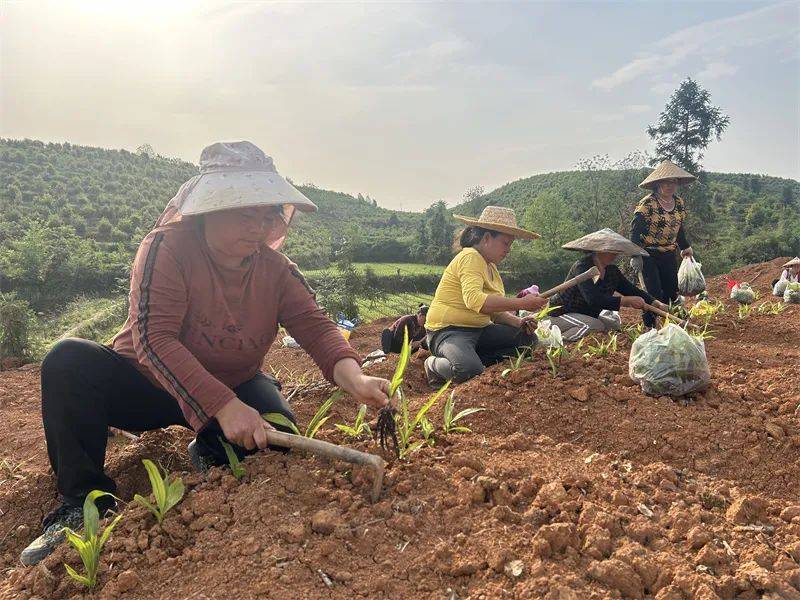 【抓产业 抓项目 抓招商】玉屏塘合白芨种植忙(图4)
