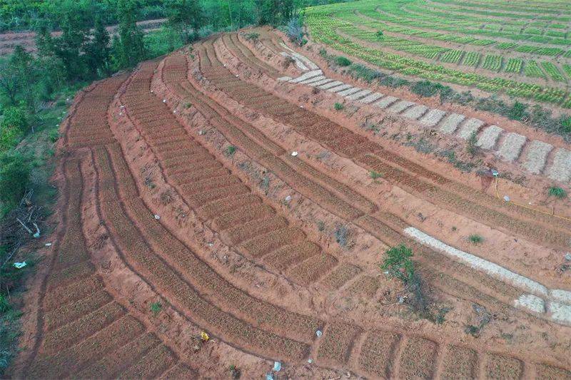 【抓产业 抓项目 抓招商】玉屏塘合白芨种植忙(图6)