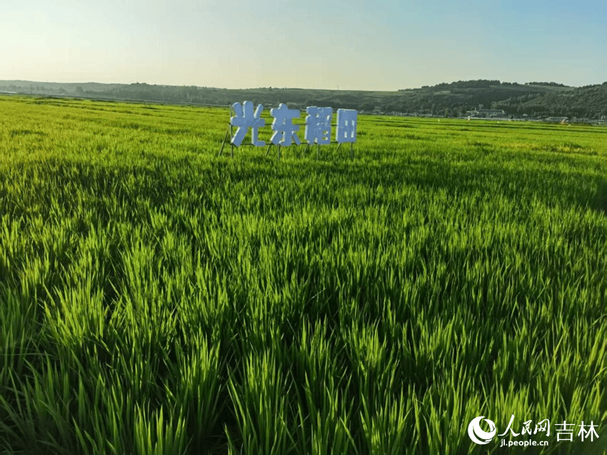 “双金名片”越擦越亮 “中国饭碗”ope体育下载装更多“吉林粮”(图3)