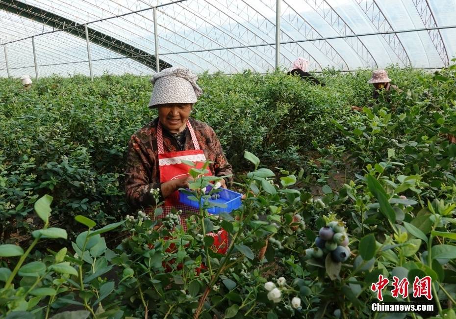 山东日照：蓝莓种植助力乡村振兴(图2)