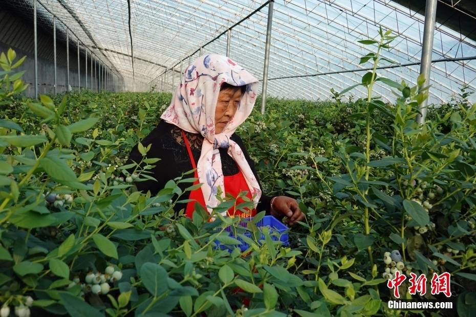 山东日照：蓝莓种植助力乡村振兴(图5)