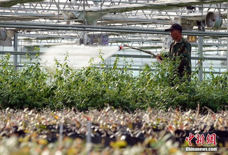 山东日照：蓝莓种植助力乡村振兴(图6)