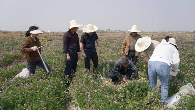 农民为养良田种“花海”(图2)