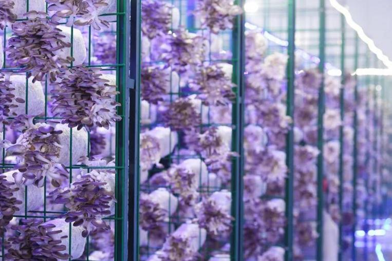 合肥市蜀山区：小菌菇 大智慧(图2)