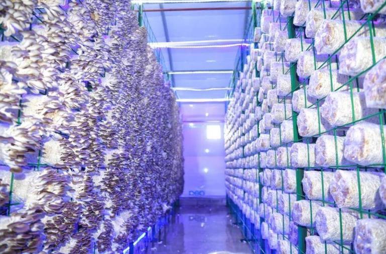 合肥市蜀山区：小菌菇 大智慧(图3)