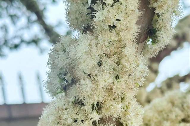 一次种植60年收益每亩产值10万元的特殊水果不是所有人都能种ope体育平台(图5)