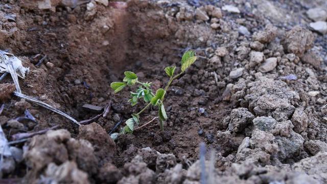 四川金阳返乡大学生种植特色水果 探索致富新路径(图3)