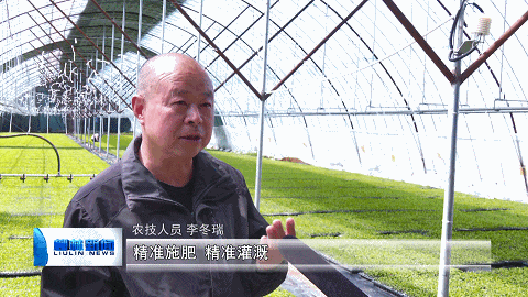 柳林：辣椒育苗忙 新装备更高效(图4)