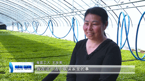柳林：辣椒育苗忙 新装备更高效(图6)