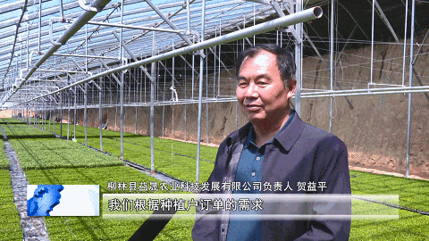 柳林：辣椒育苗忙 新装备更高效(图7)