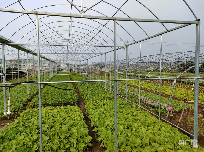 永州市零陵区发展反季节ope体育网址蔬菜种植6万余亩 助力农民增收(图1)