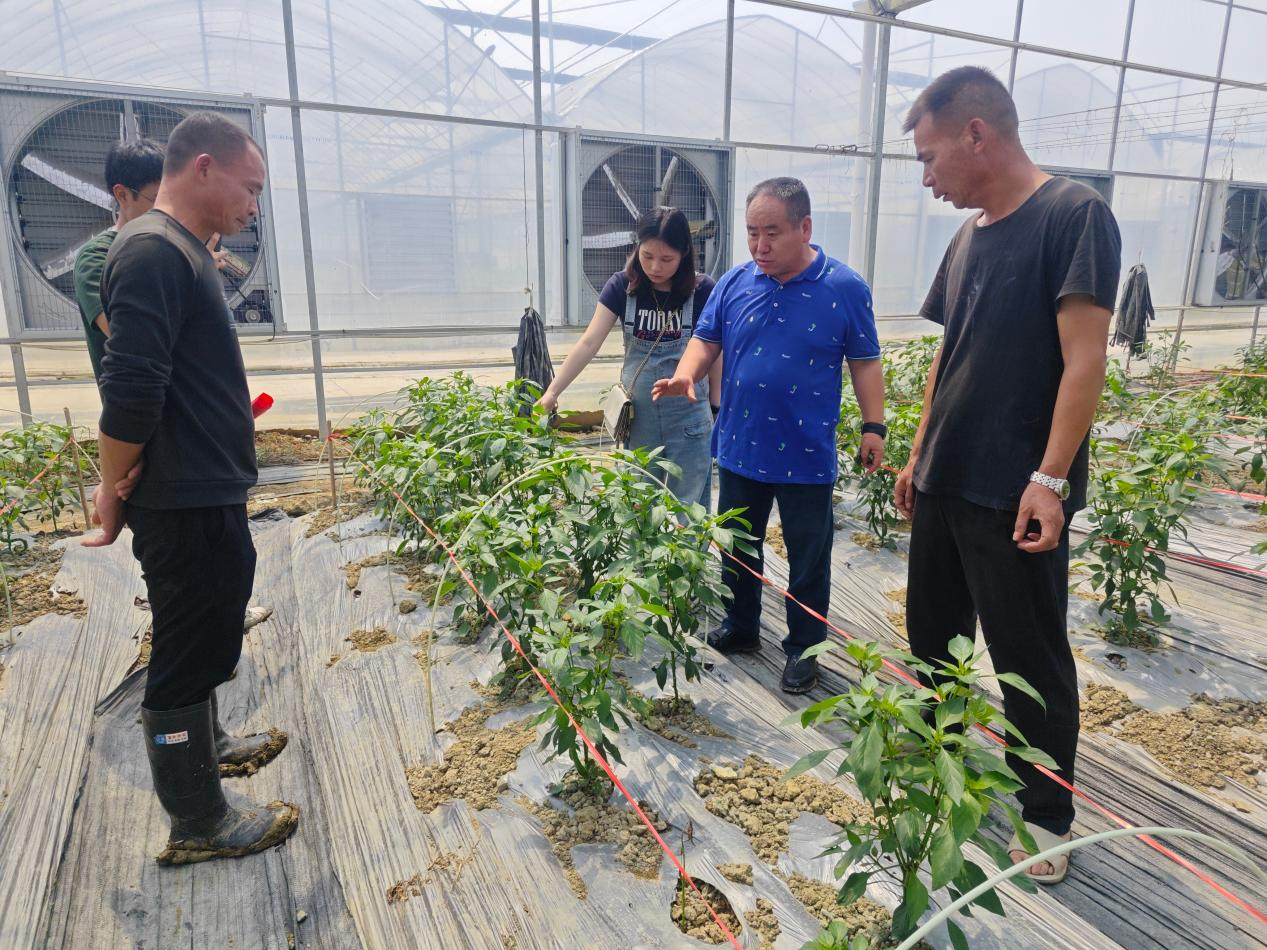 邵阳市双清区科技专家田间地头“问诊”蔬菜产业(图1)