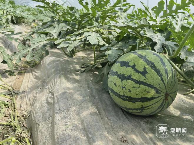 这些水果价格大跳水暴降50％你超市卖得还好吗？(图4)