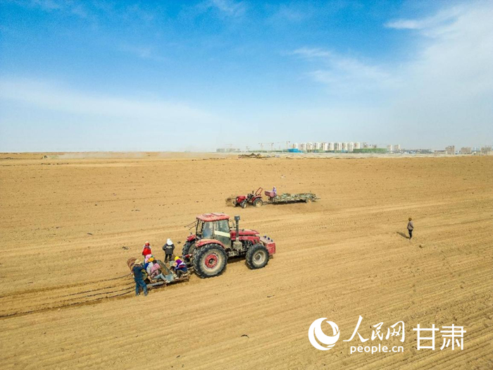 兰州新区：千亩中药材种植ope体育平台忙(图1)